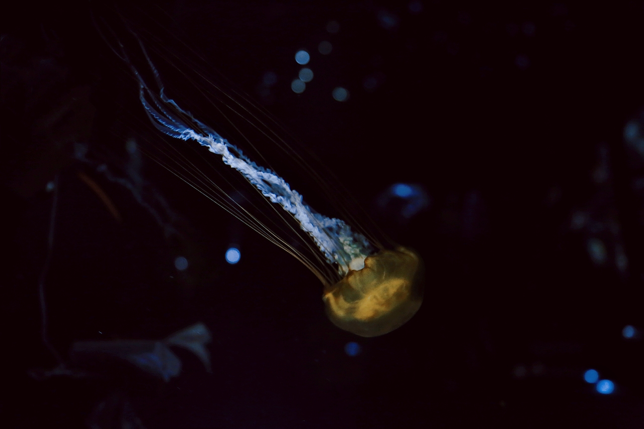 海游馆(摄影)（图ZMjQwODA0NDQ4） - 风光摄影 - 站酷设计师sin纯子原创素材 - 站酷ZCOOL