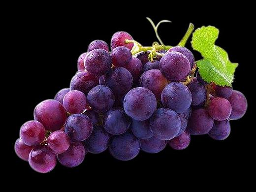 葡萄素材