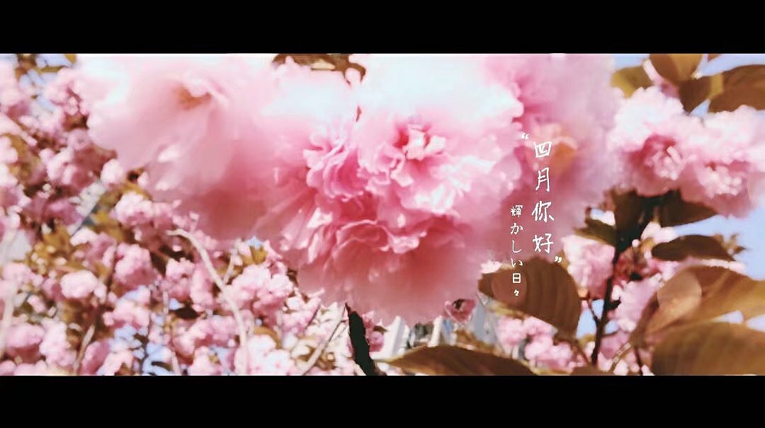 花开花落终有时