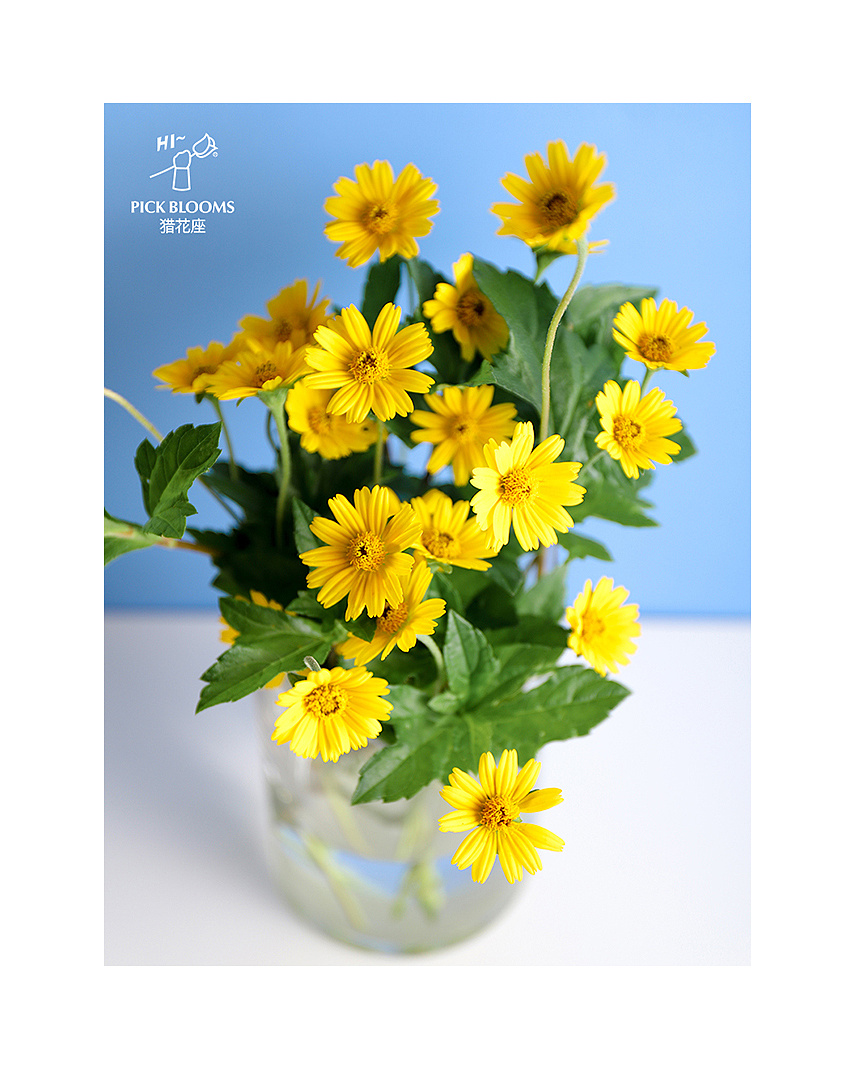 路边的野花~你不