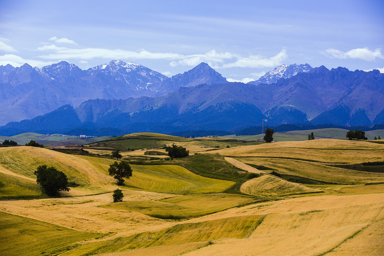 江布拉克的麦田