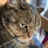 FeelingCat的头像