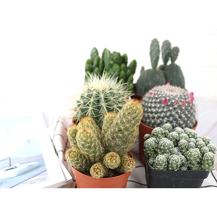 仙人掌-绿植-植物（图ZMTQyNzk1ODY0） - 产品摄影 - 站酷设计师糖少爷原创素材 - 站酷ZCOOL