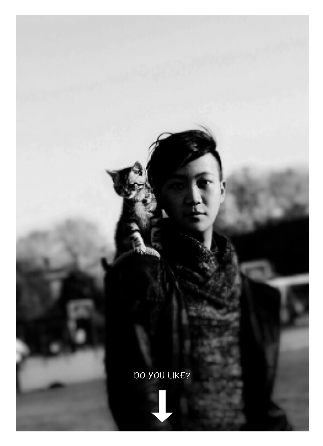 铲屎官记录下的本喵（图ZMjU1NDI2NjQ=） - 宠物摄影 - 站酷设计师老哥打原创素材 - 站酷ZCOOL