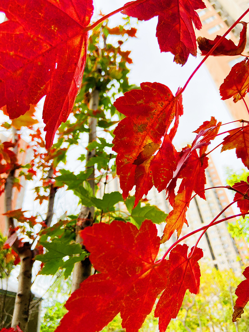 染秋#刘勇良手机纪实摄影