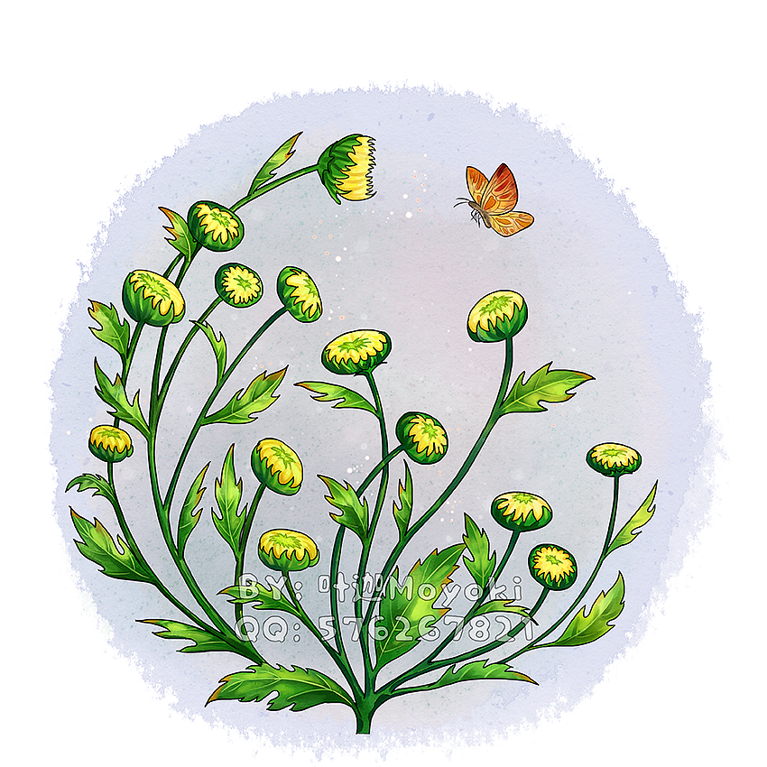 植物插画（图ZMzEyOTk1MjMy） - 商业插画 - 站酷设计师叶迦原创素材 - 站酷ZCOOL