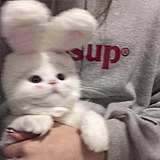 彩虹哟的头像