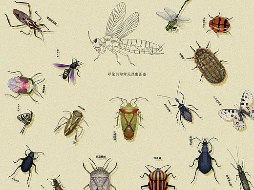 呼伦贝尔昆虫图鉴