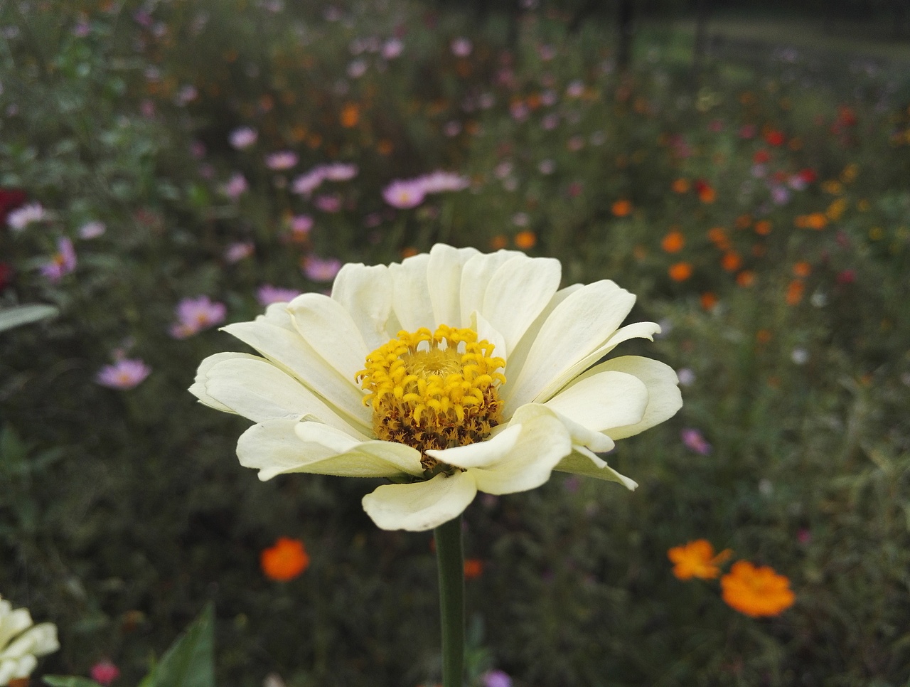 世界缺少发现美的眼睛！（图ZNjA3MzU5NzY=） - 产品摄影 - 站酷设计师昌子先生原创素材 - 站酷ZCOOL