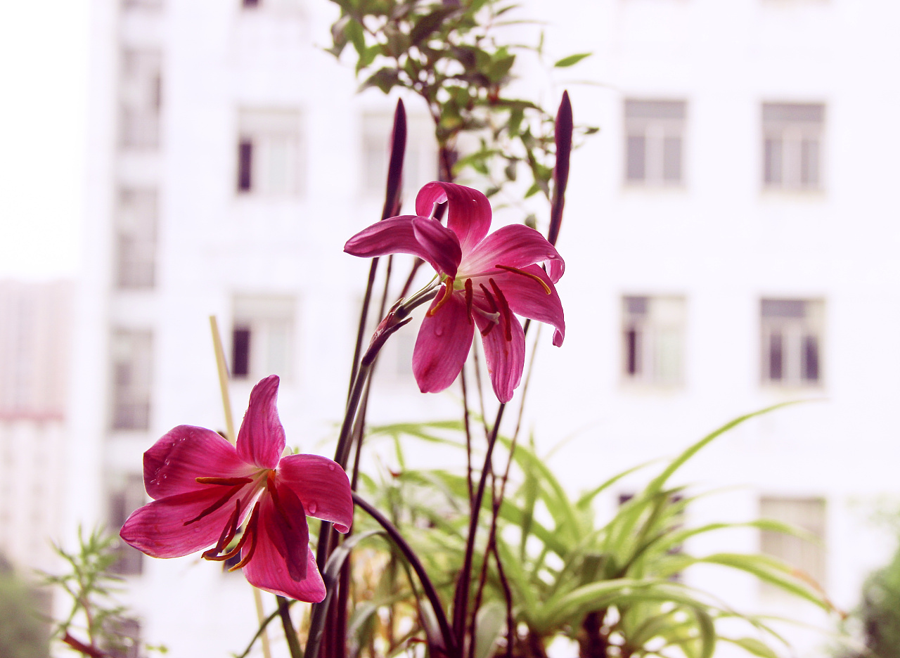 养在阳台上的花