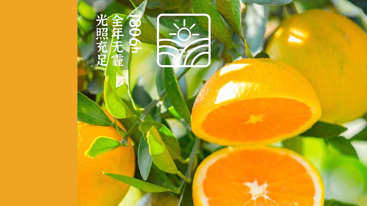 园丰脐橙——长在石漠岩上的园丰橙