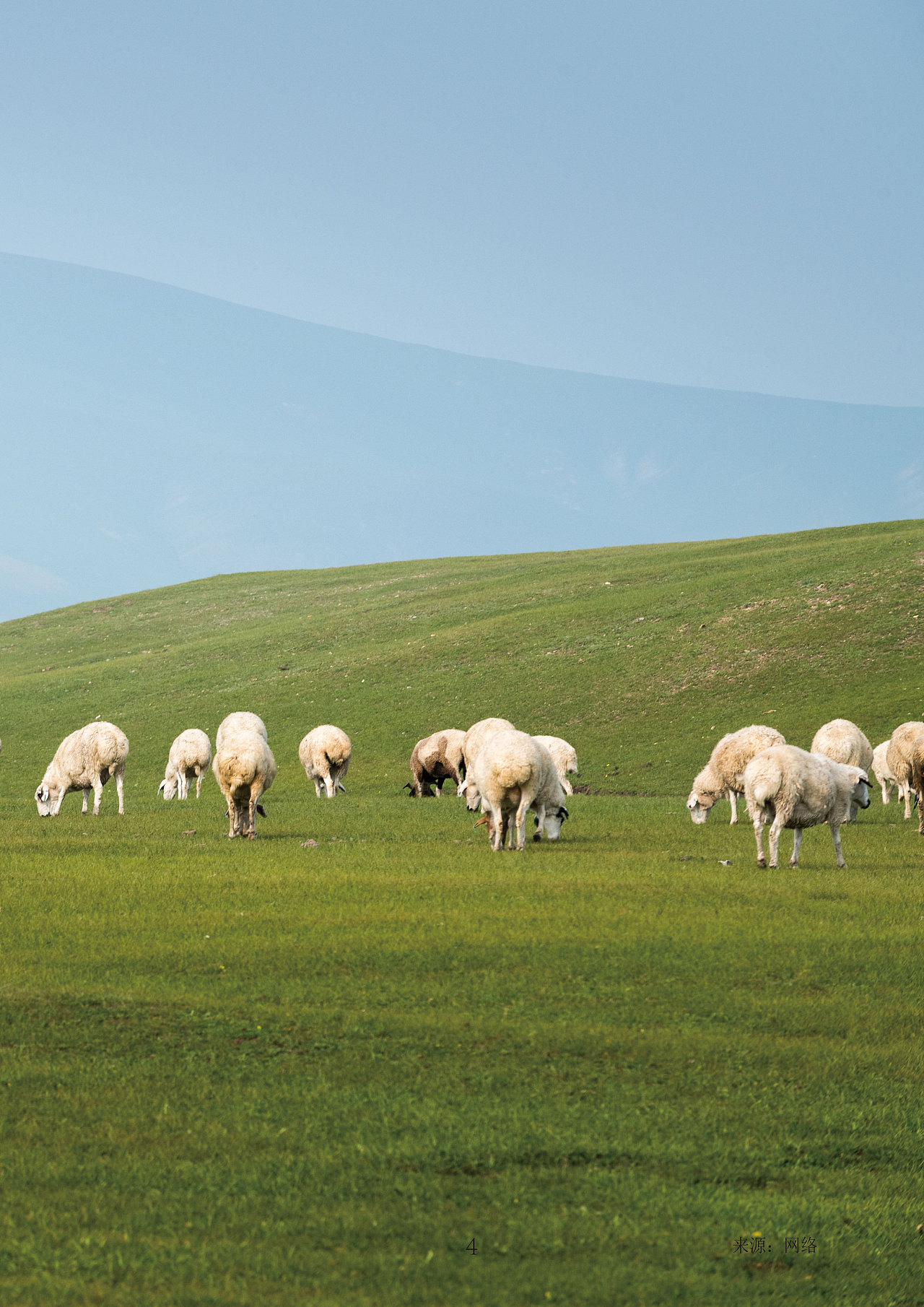 《家庭牧场——苏尼特羊》数字化互动教育设计 - 原创作品 - 站酷(zco