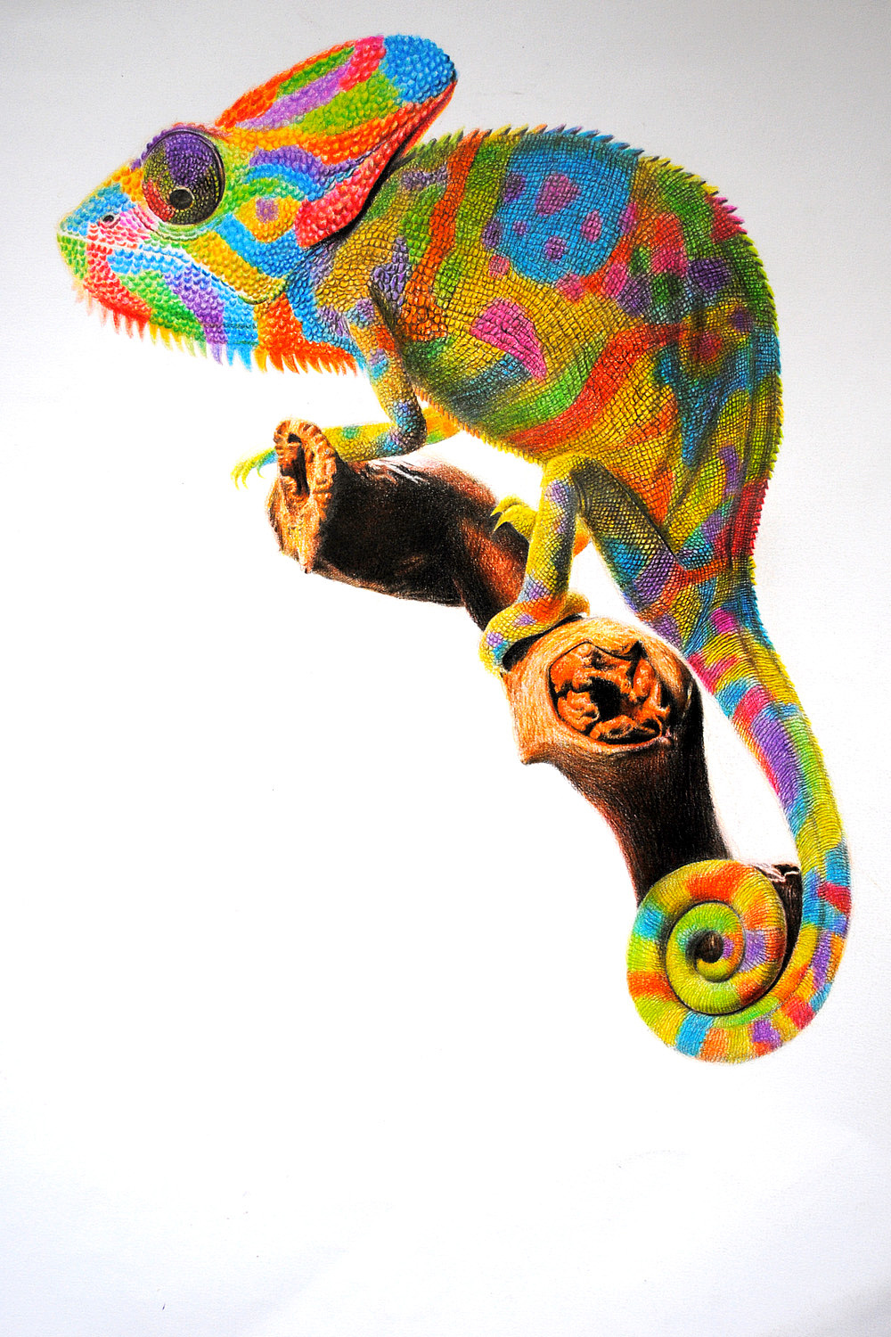 OY彩铅画：变色龙