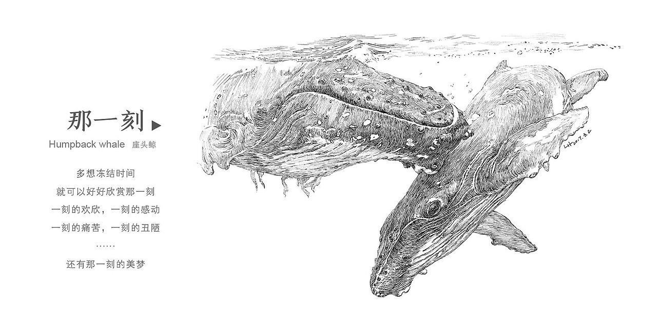 宠辱不鲸 去留无意—座头鲸（图ZNzU1MjczMTY=） - 商业插画 - 站酷设计师半毫米原创素材 - 站酷ZCOOL