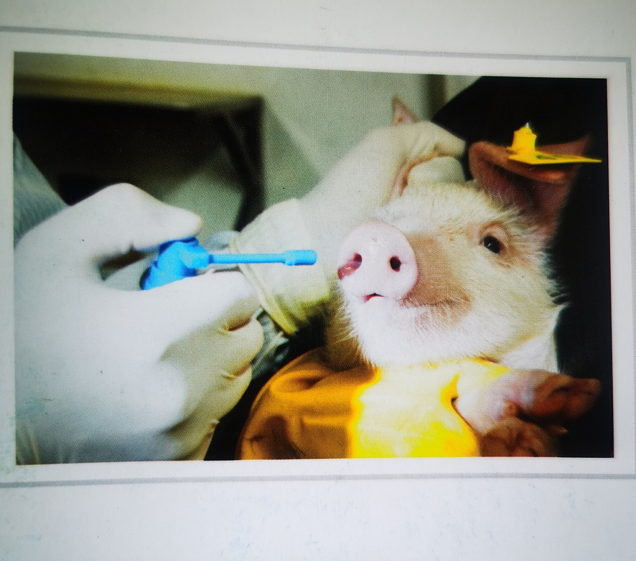 STK传代猪瘟(稳柯健)