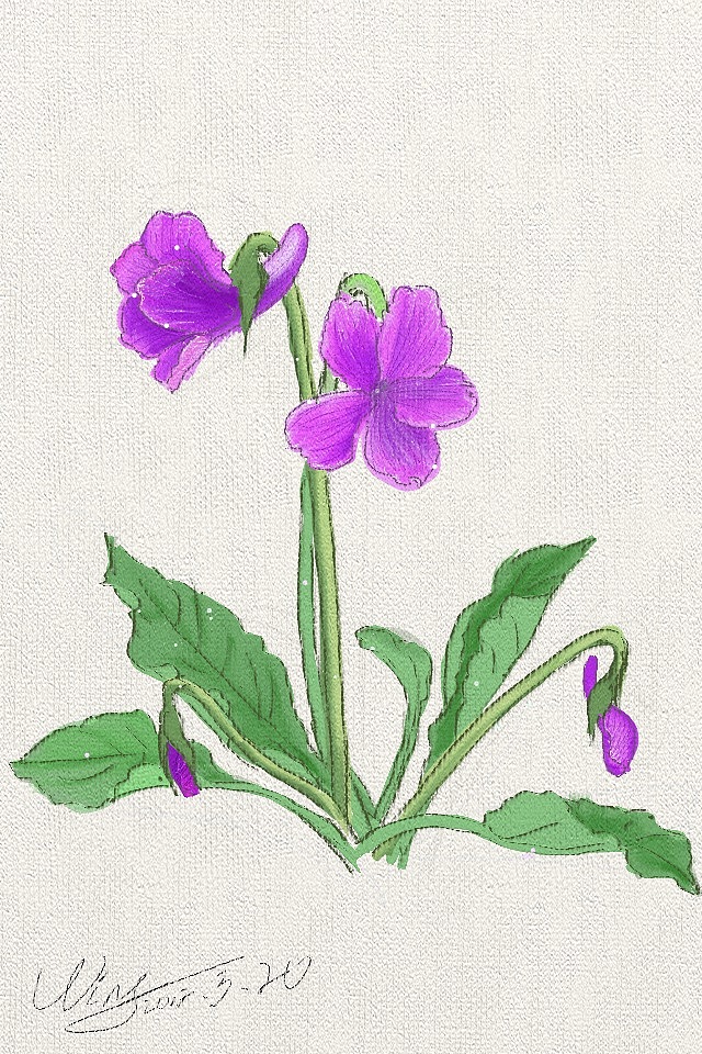 一时兴趣来了,想画一系列花草练习,跑到公园用相机拍照能看到的花草,带回家,想对着相片进行临摹练习。