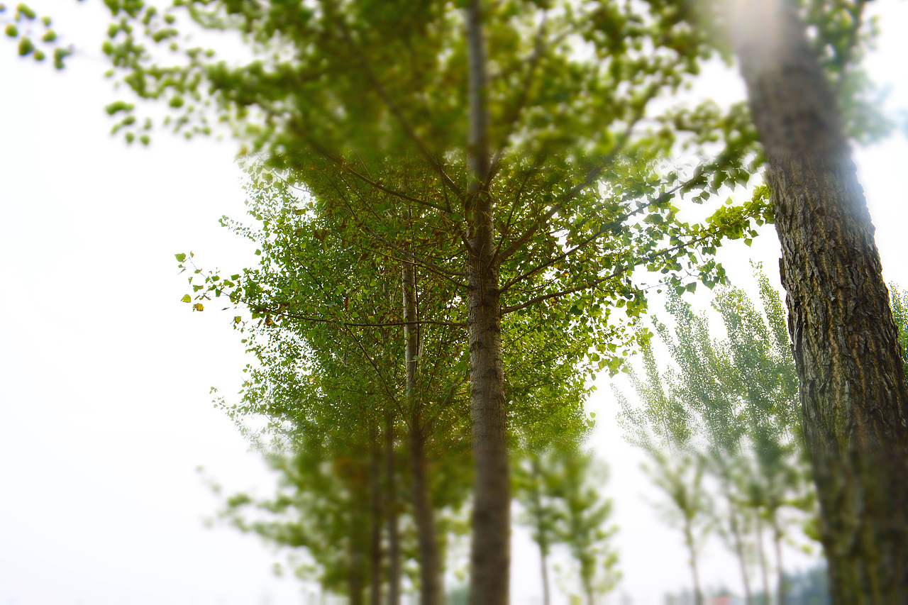 秋景（图ZMTE5NzY0MDA=） - 风光摄影 - 站酷设计师人难得_糊涂原创素材 - 站酷ZCOOL