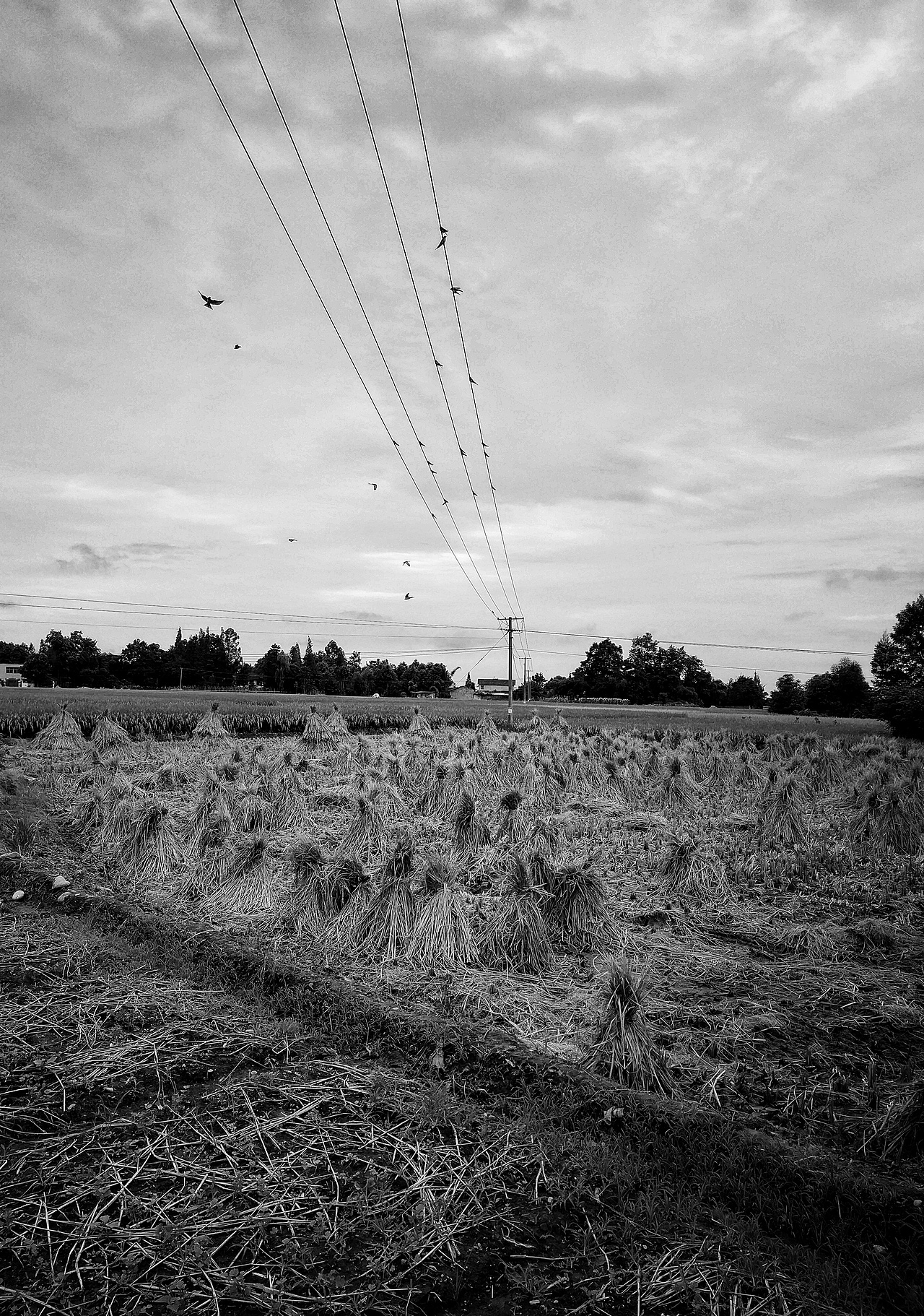 乡村秋日（图ZOTEwMzgzODA=） - 风光摄影 - 站酷设计师汤尼陈原创素材 - 站酷ZCOOL