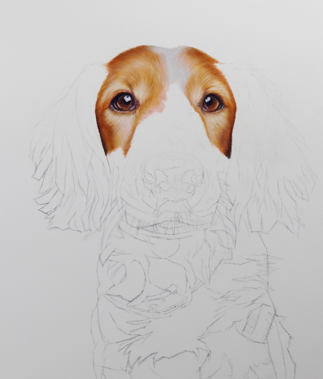 彩铅画狗狗|纯艺术|绘画|康sir彩铅_原创作品-站酷zcool