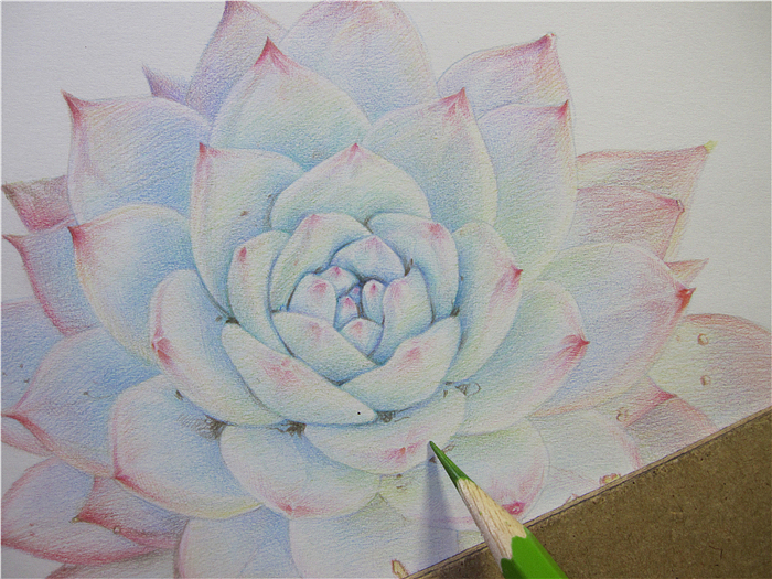纸上彩铅--《多肉·厚叶蓝鸟》过程随录（图ZMjQyOTU0NTI=） - 绘画 - 站酷设计师超超的青葱原创素材 - 站酷ZCOOL