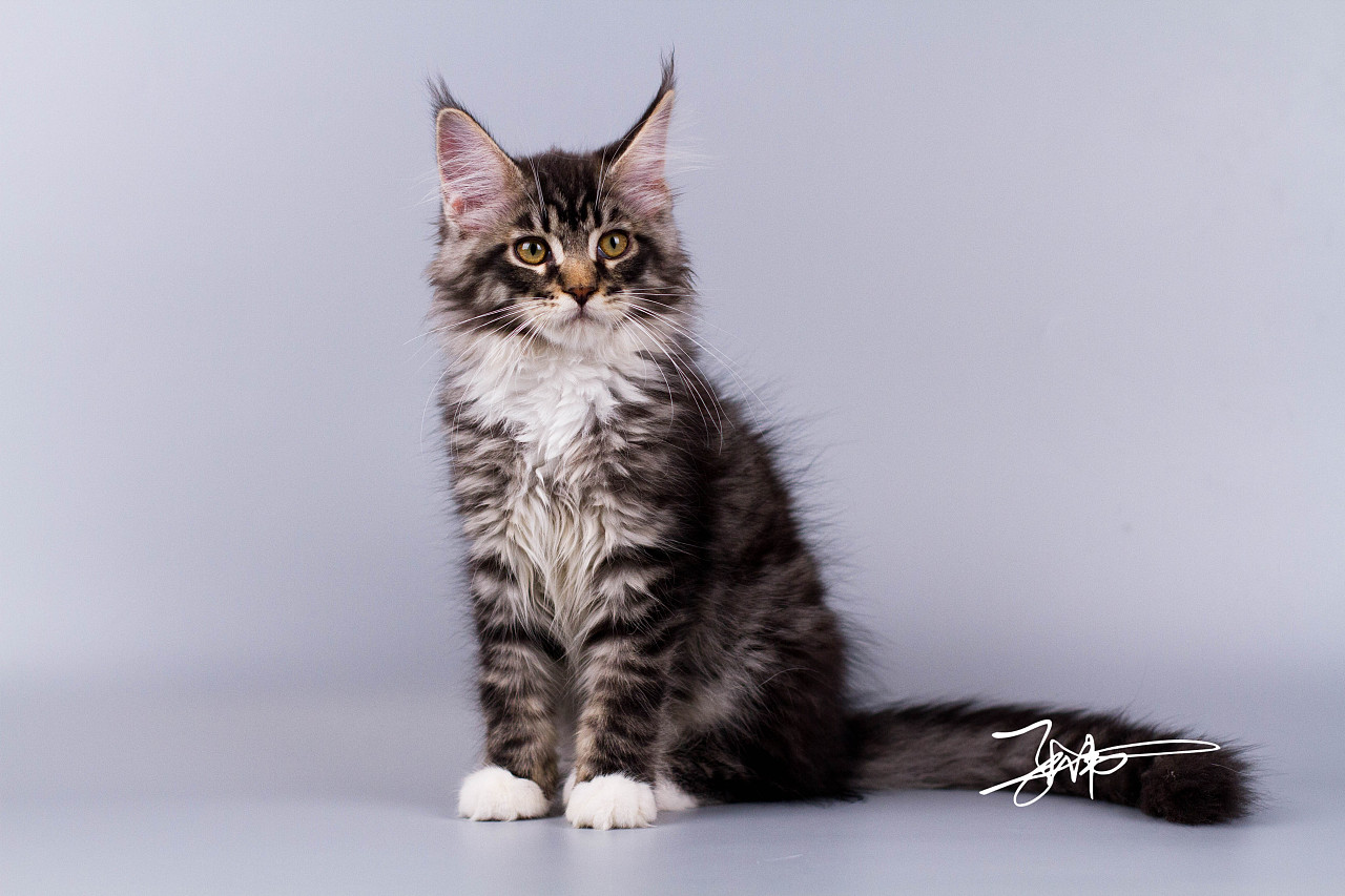 缅因猫|摄影|宠物摄影|铲屎官小分队 - 原创作品 - 站酷 (zcool)