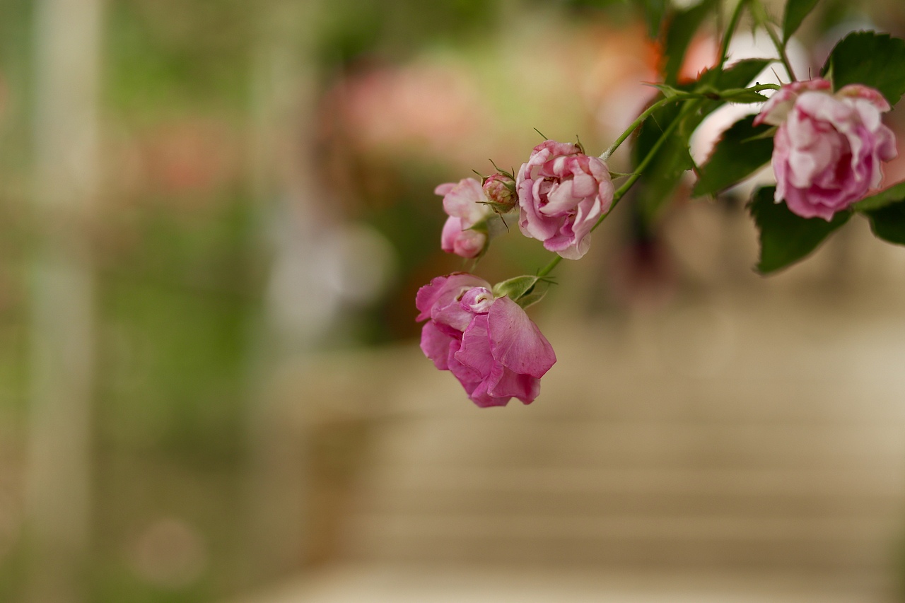 属于月季花的季节（图ZMTE1MzAxNDI0） - 风光摄影 - 站酷设计师冰无漪原创素材 - 站酷ZCOOL