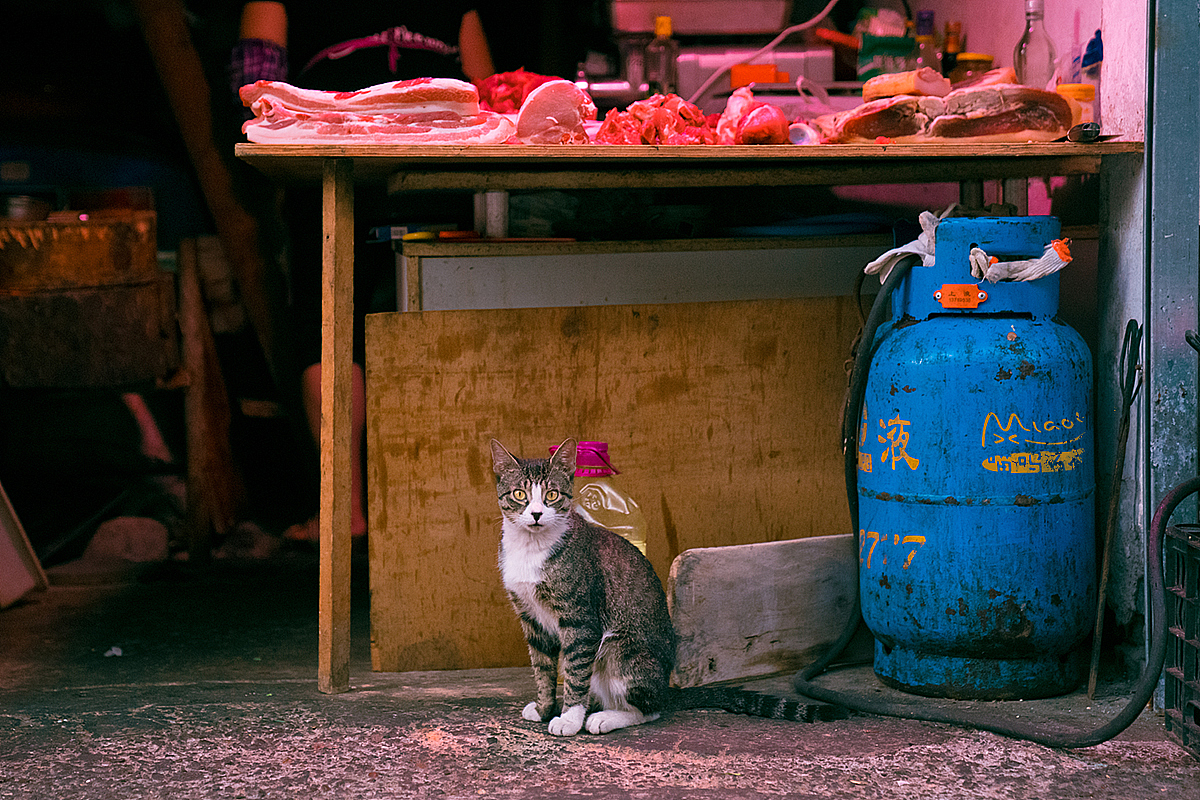 上海老城街铺里，那些自在生活的猫猫们！（图ZMTAwODk3Mzk2） - 宠物摄影 - 站酷设计师喵呜不停原创素材 - 站酷ZCOOL