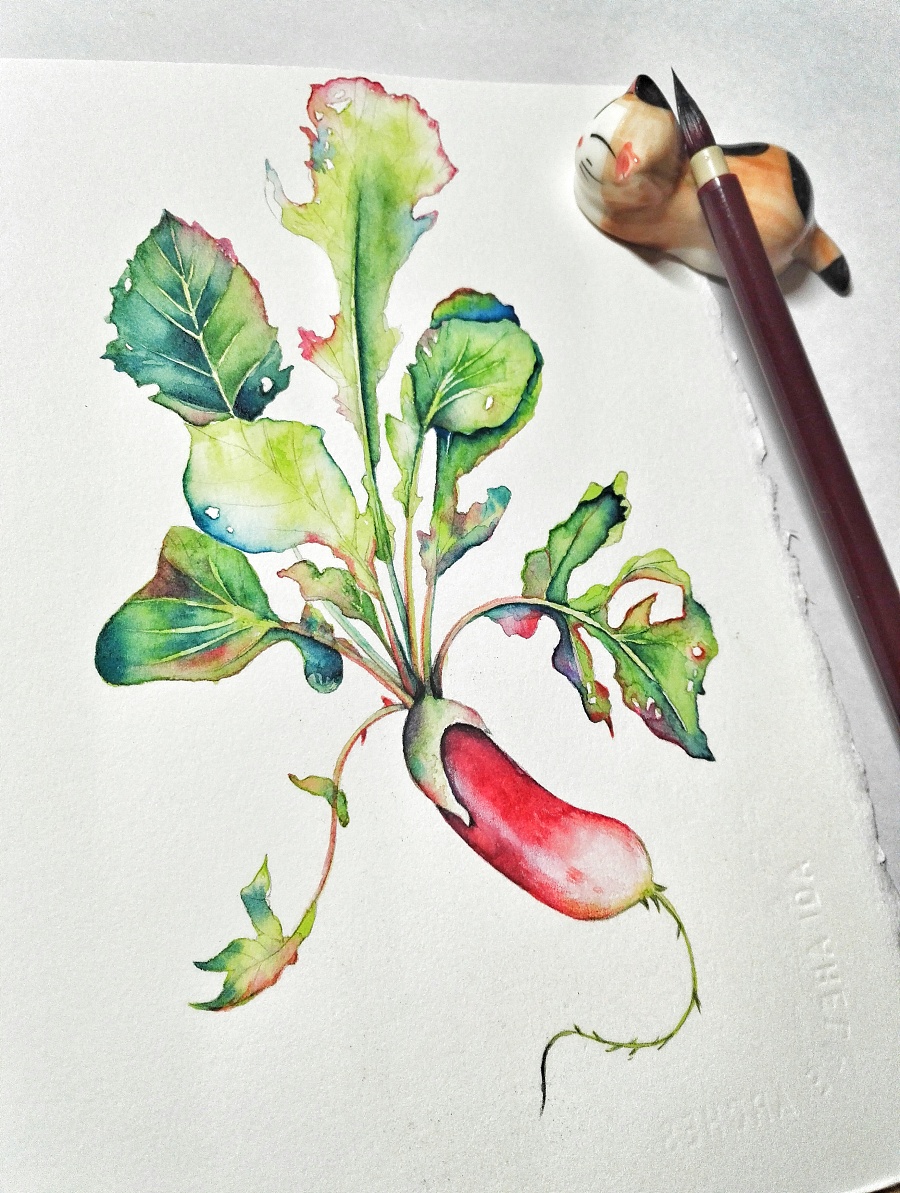 原创作品:水萝卜