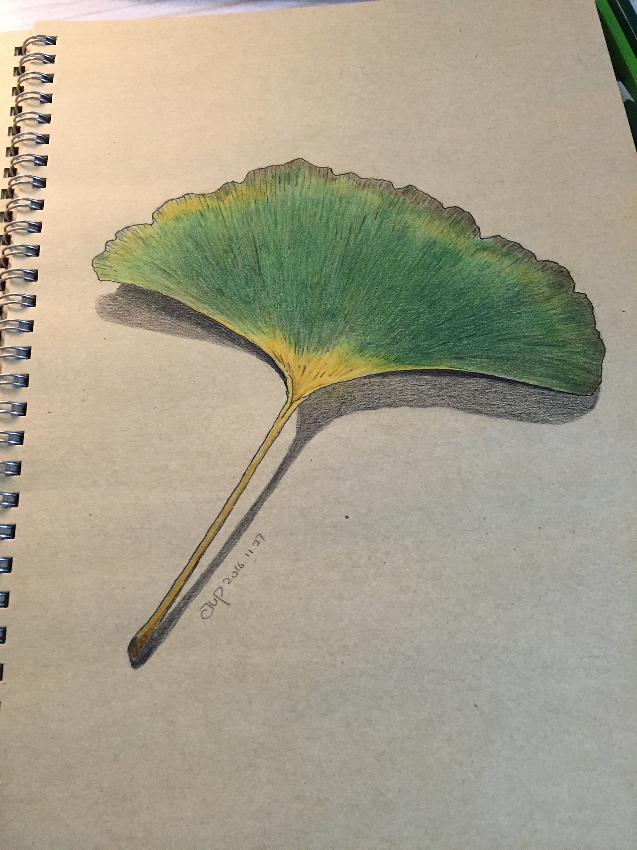 彩铅画银杏叶