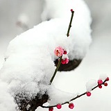 踏雪尋梅的头像