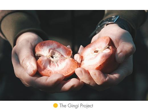 GG Project|果园采收|纪录片花絮