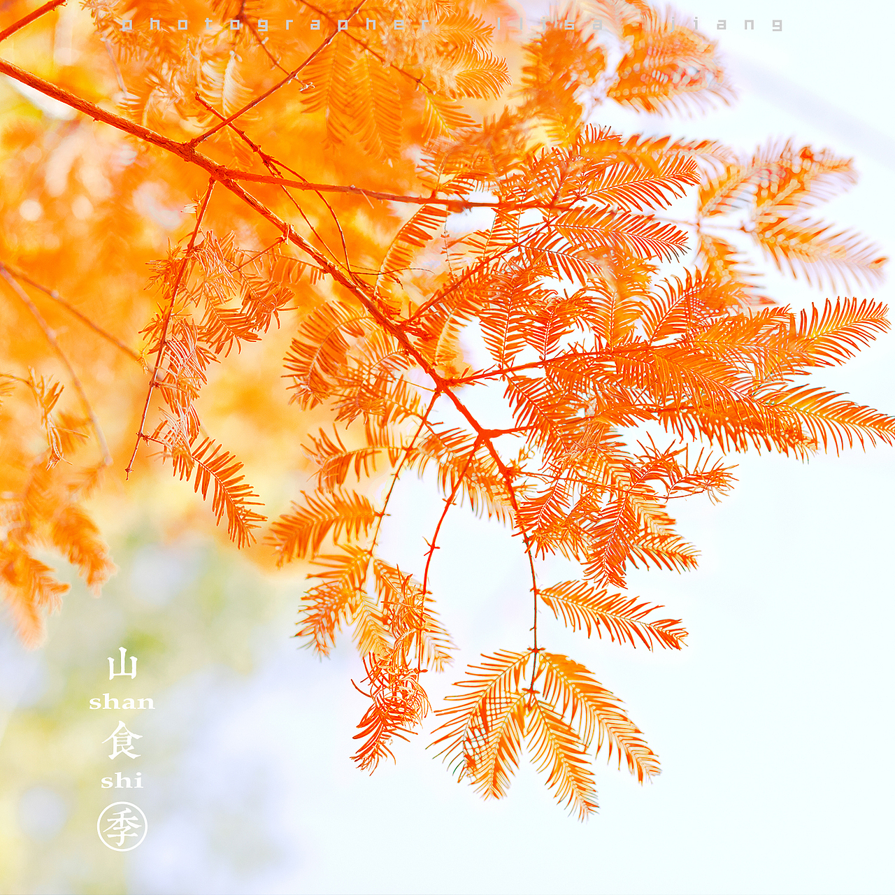 小品四季（图ZMTA4NTgyNDU2） - 产品摄影 - 站酷设计师挲lisa原创素材 - 站酷ZCOOL