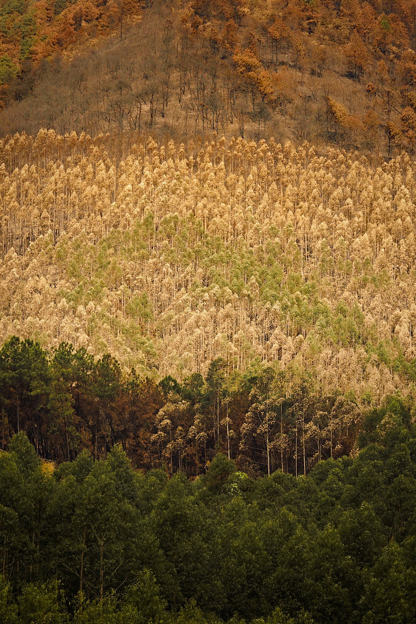 金色十一月（图ZMzIyNjg2NTU2） - 风光摄影 - 站酷设计师燦0307原创素材 - 站酷ZCOOL