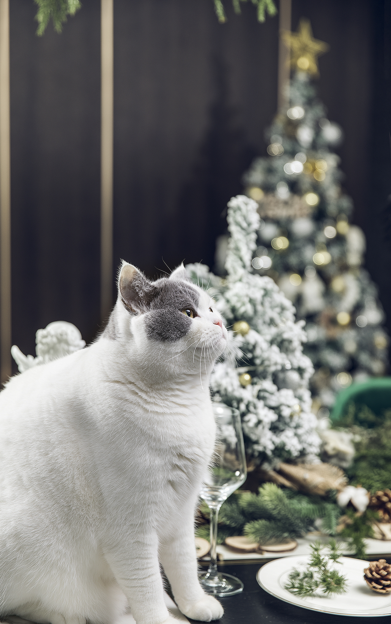 🎄Merry Christmas 圣诞特辑（图ZMTkwOTA3MTQ0） - 产品摄影 - 站酷设计师极影视觉原创素材 - 站酷ZCOOL