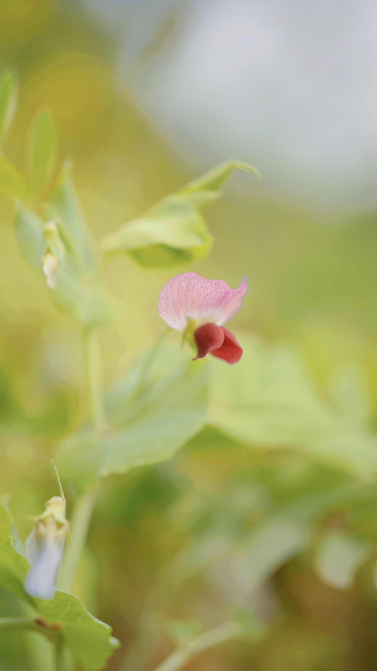 春风里 ~随处都是生机