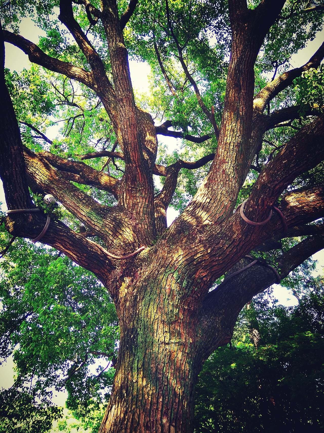 手机摄影（图ZODQ5MjUzMDQ=） - 其他摄影 - 站酷设计师筱语悸原创素材 - 站酷ZCOOL