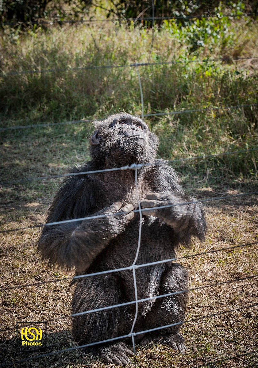 这只黑猩猩仰起头看着观看台上面的游客,比划出给我点吃的手势。
