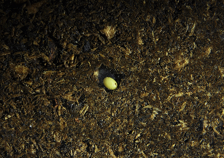 2010年09月04日&nbsp;&nbsp;&nbsp;刚生下的蛋呈椭圆形