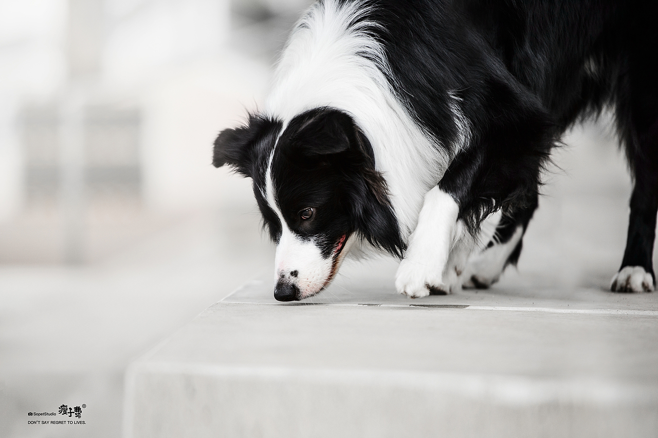 边牧喏喏（图ZMjY4MTc5MzE2） - 宠物摄影 - 站酷设计师宠物摄影师瘦子费原创素材 - 站酷ZCOOL