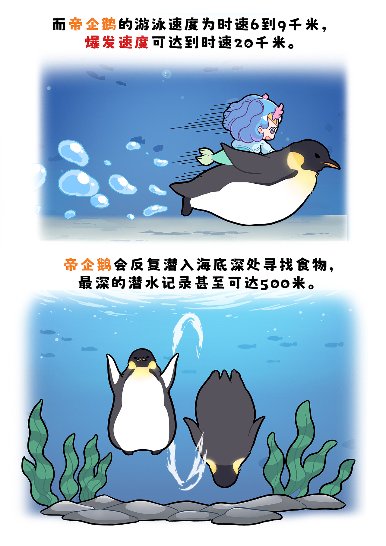 南极贵族 王者风范