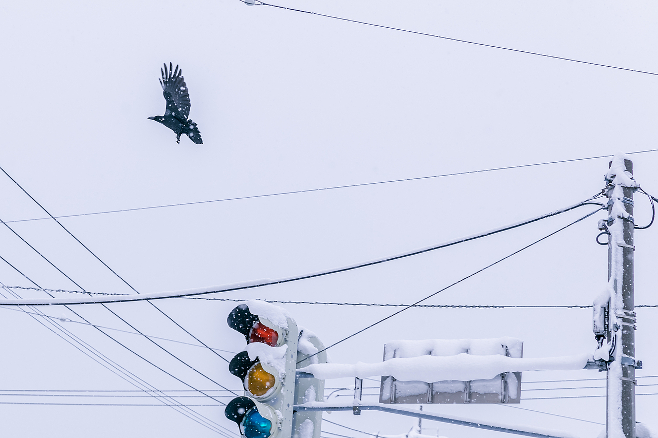 我在北海道滑雪（图ZMTA5Mzk3Mzk2） - 短片 - 站酷设计师魏编来了原创素材 - 站酷ZCOOL