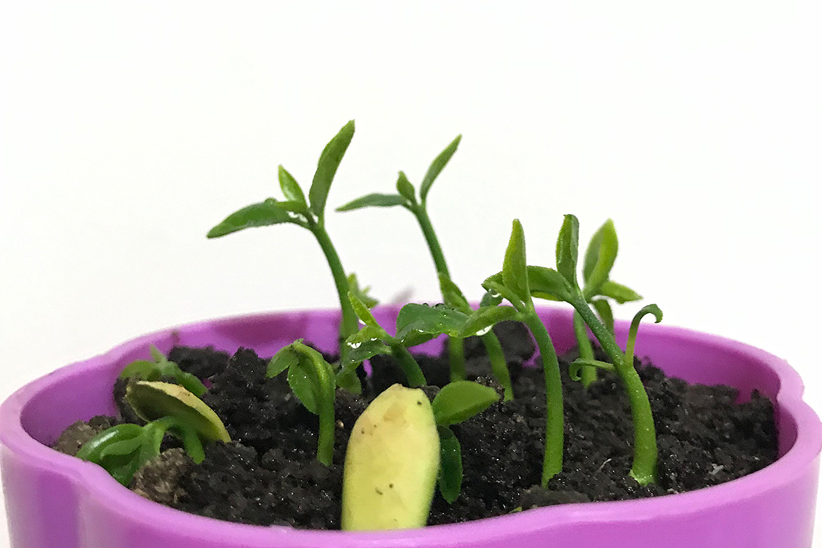 盆栽摄影（图ZMTY4MTQ4Mzg0） - 产品摄影 - 站酷设计师yxlj原创素材 - 站酷ZCOOL