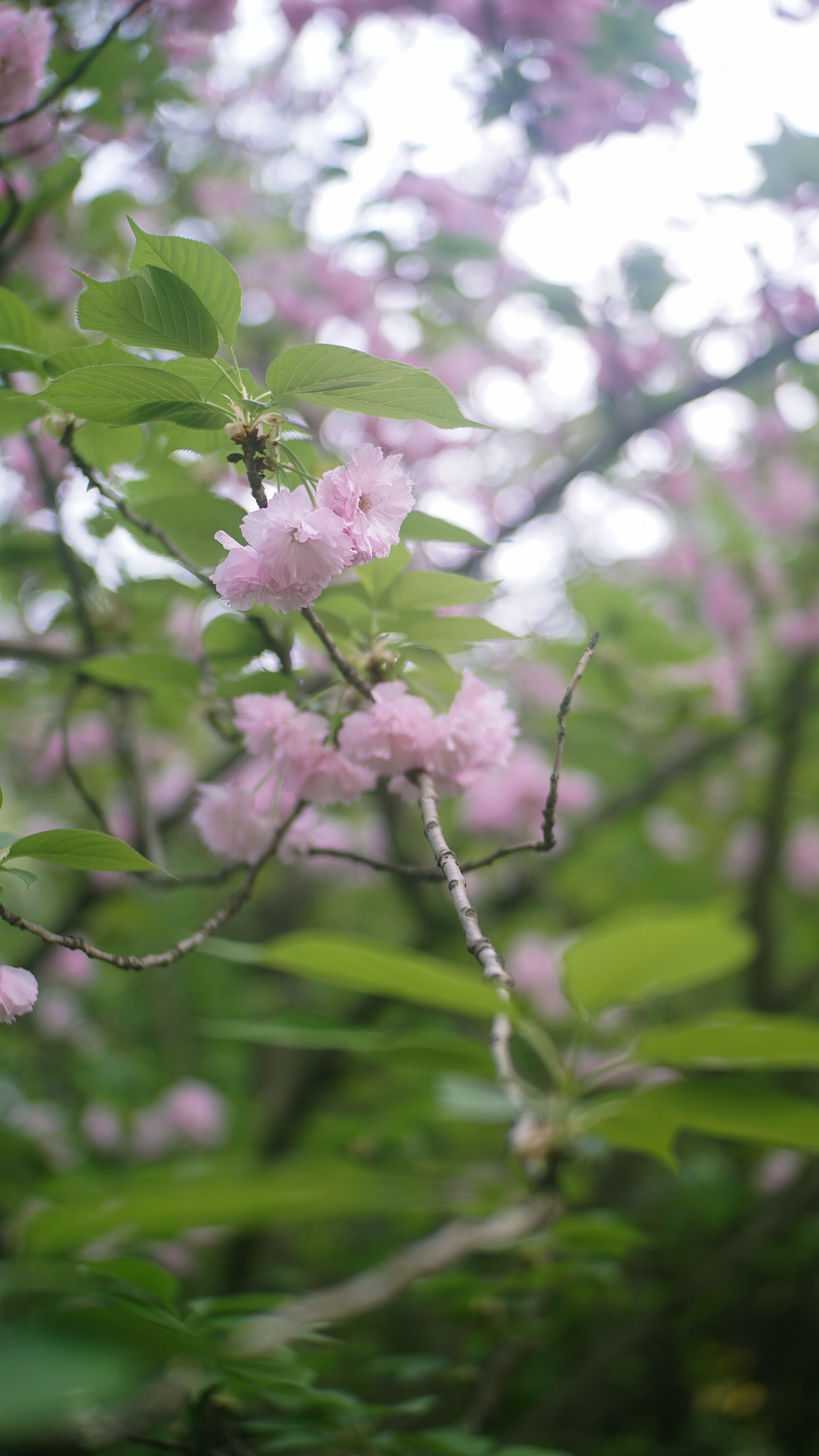 22年春 成都塔子山公园 八重樱（图ZMjkzNDQ5MzM2） - 风光摄影 - 站酷设计师张声张原创素材 - 站酷ZCOOL