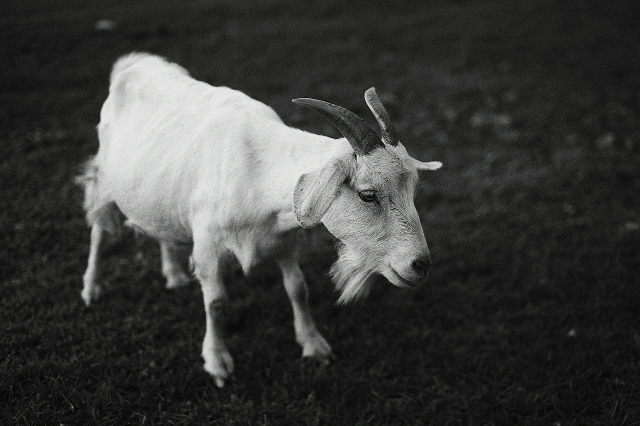 羊咩咩|摄影|动物|梦想家拾柒 - 原创作品 - 站酷 (zcool)