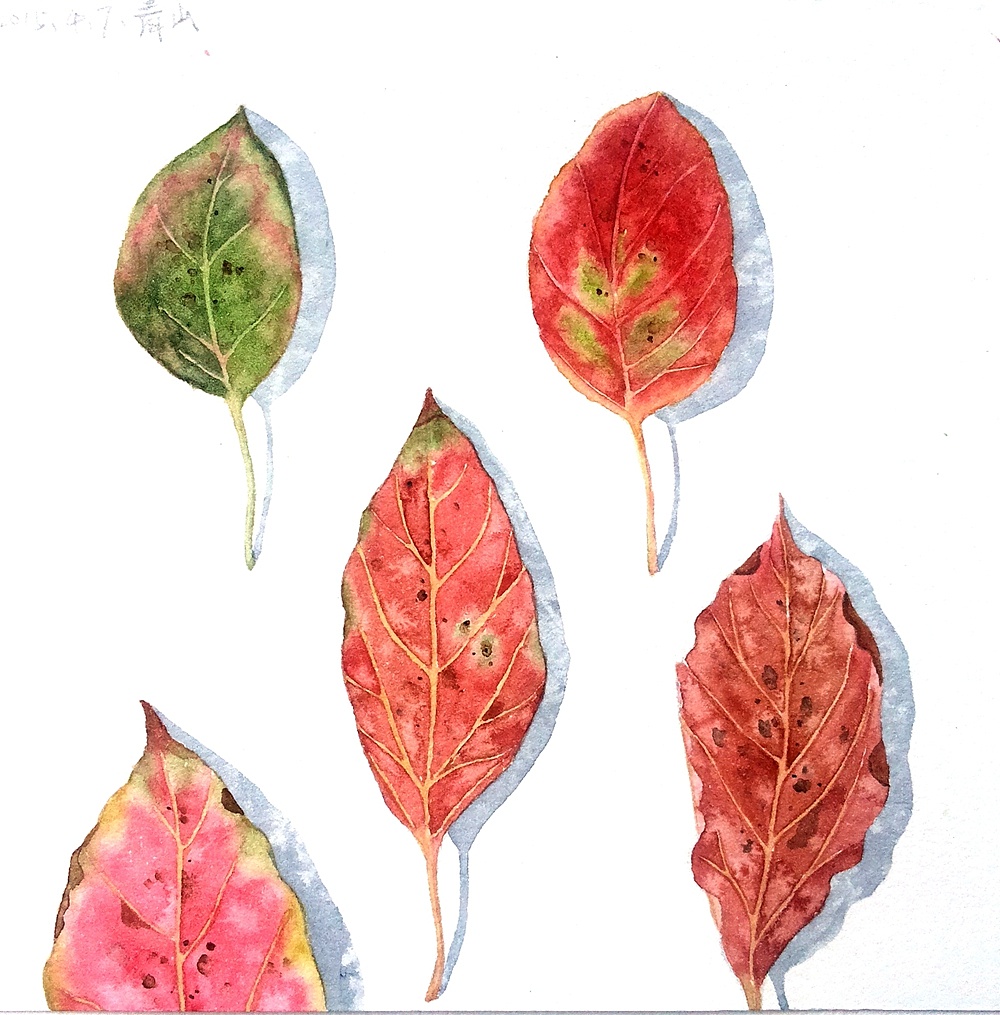 香樟树叶子|插画|创作习作|_青山_ - 原创作品 - 站酷 (zcool)