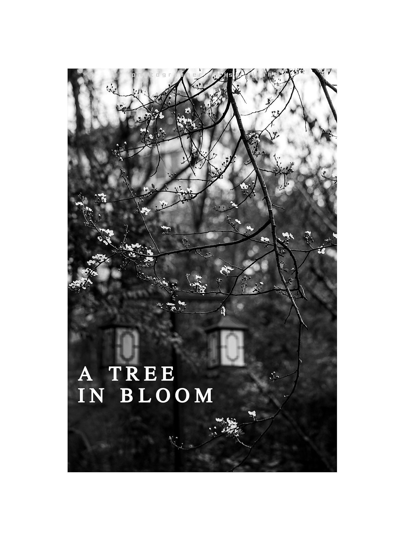 A tree in bloom（图ZNDk2OTA0NzI=） - 人文/纪实摄影 - 站酷设计师挲lisa原创素材 - 站酷ZCOOL