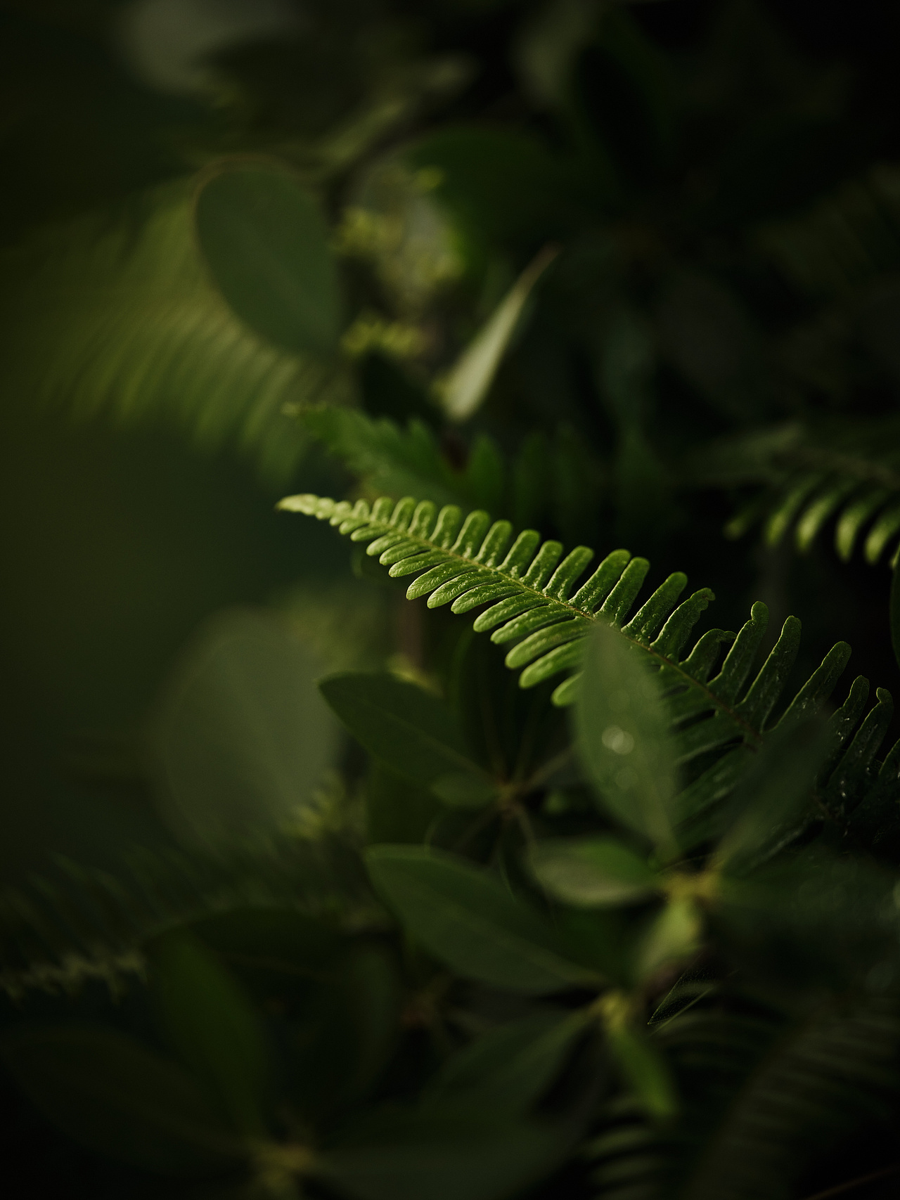 IDO 钻戒拍摄（图ZMjg4Nzc2NDg4） - 时尚/艺术摄影 - 站酷设计师宋梓豪原创素材 - 站酷ZCOOL