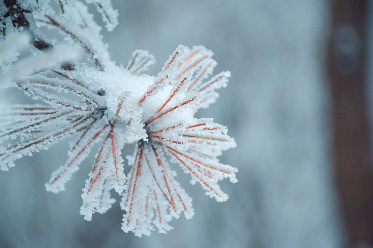 让我在雪地里再撒会儿野