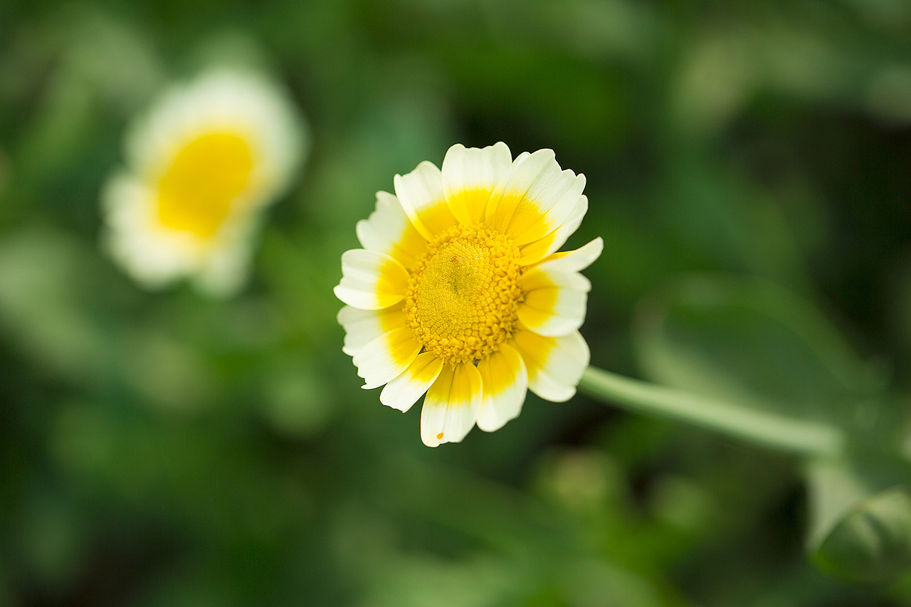 风光摄影——春天的故事1