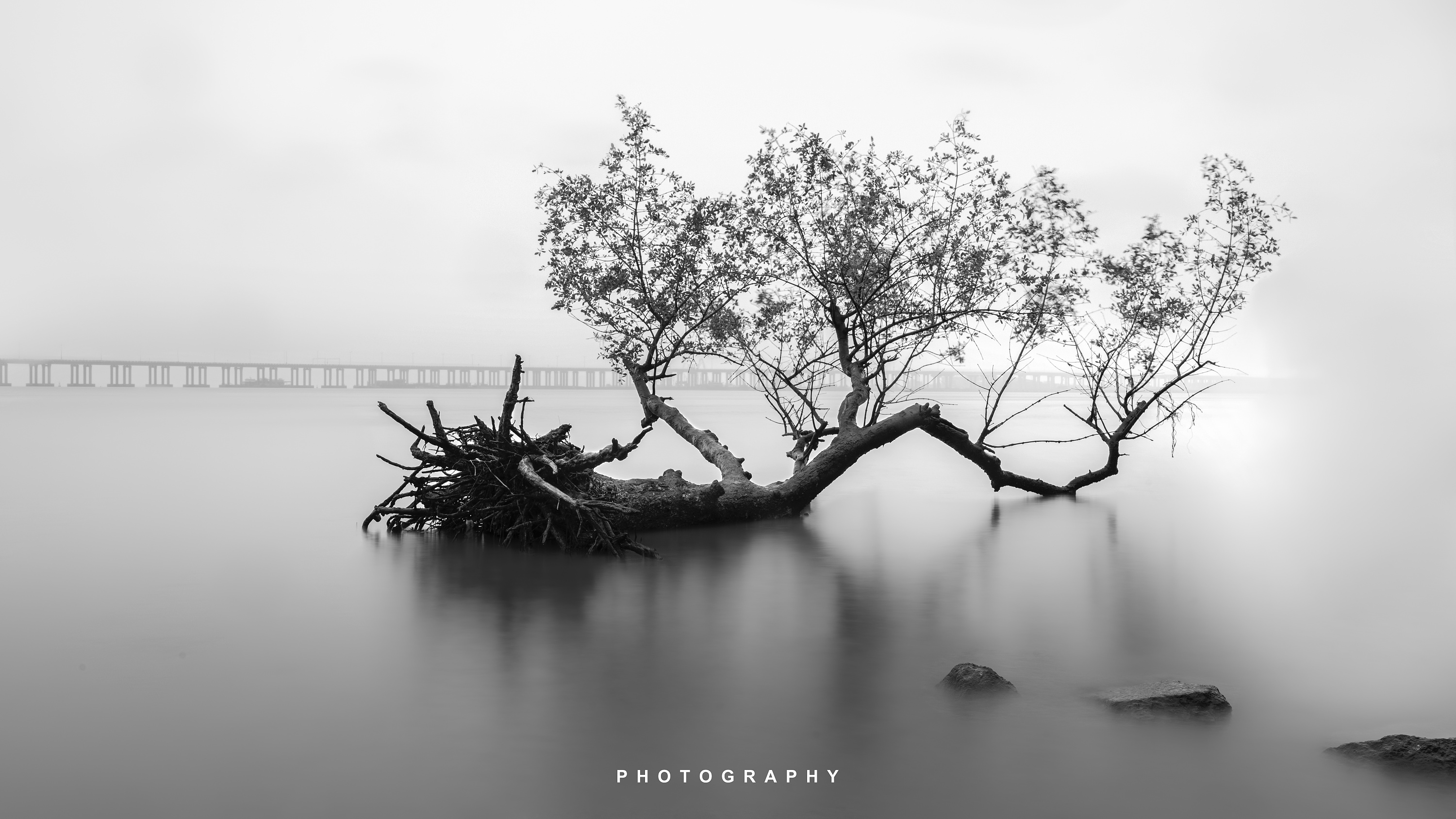 孤独的树|摄影|风光摄影|Z12363777 - 原创作品 - 站酷 (ZCOOL)